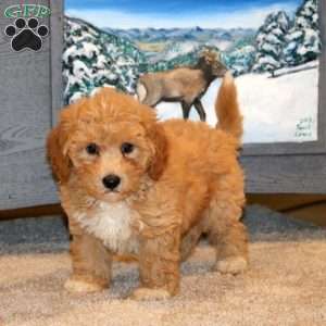Harper, Bich-Poo Puppy