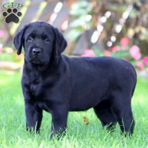 Harper, Black Labrador Retriever Puppy