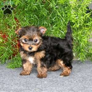 Harper, Yorkie Puppy
