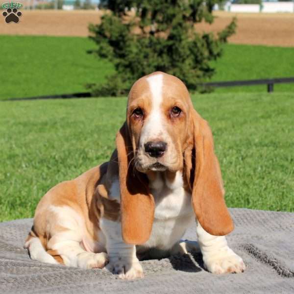 Harrison, Basset Hound Puppy