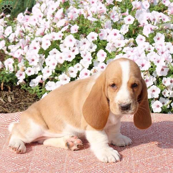 Harrison, Basset Hound Puppy