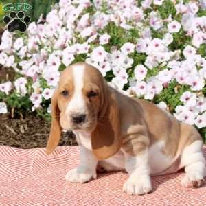 Harrison, Basset Hound Puppy