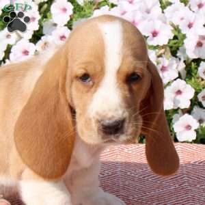 Harrison, Basset Hound Puppy