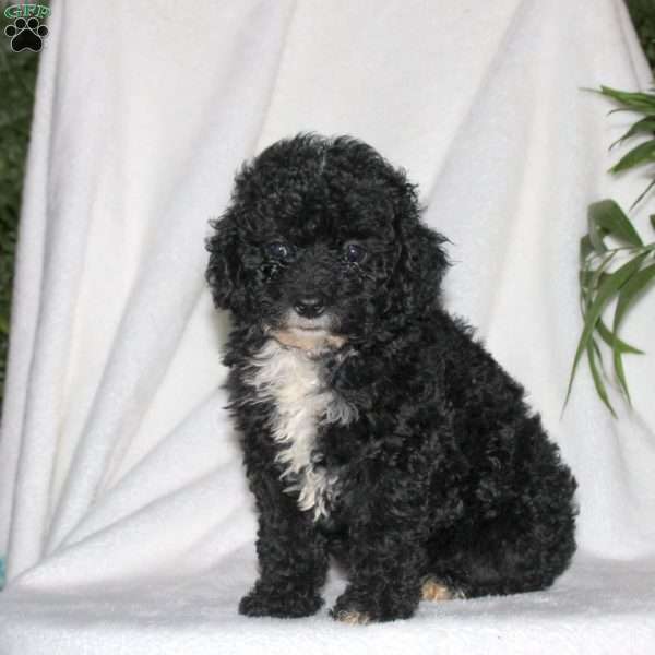Harry, Toy Poodle Puppy