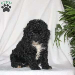 Harry, Toy Poodle Puppy