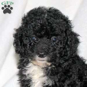 Harry, Toy Poodle Puppy