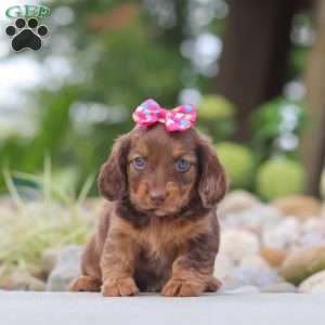 Harvest, Dachshund Puppy