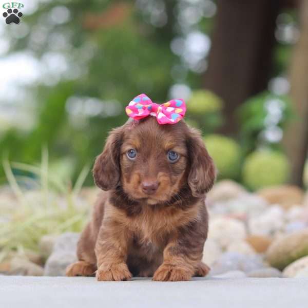 Harvest, Dachshund Puppy