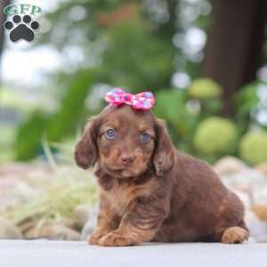 Harvest, Dachshund Puppy