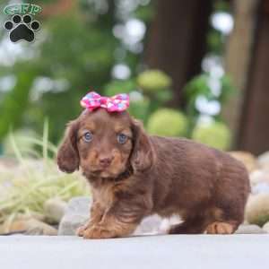 Harvest, Dachshund Puppy