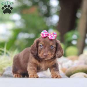 Harvest, Dachshund Puppy