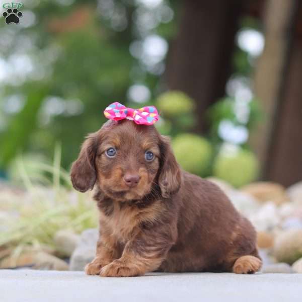 Harvest, Dachshund Puppy