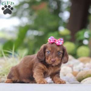Harvest, Dachshund Puppy