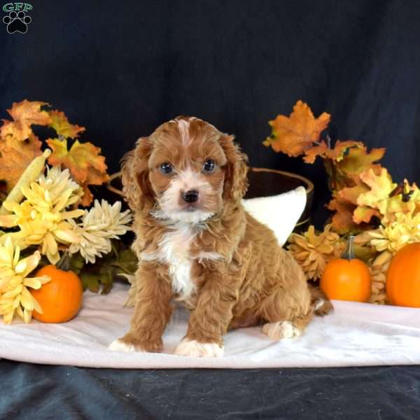 Harvest, Cavapoo Puppy