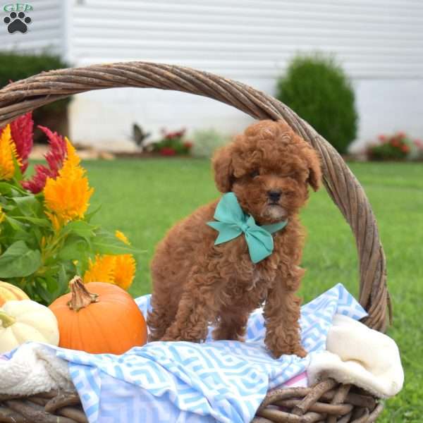 Harvest, Toy Poodle Puppy