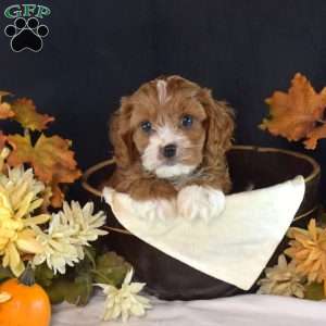 Harvest, Cavapoo Puppy