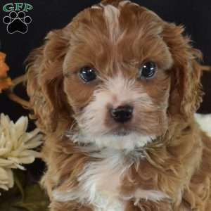 Harvest, Cavapoo Puppy