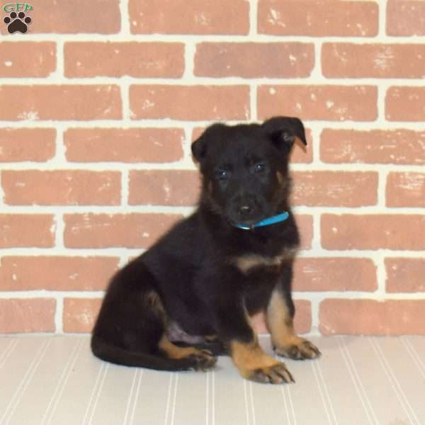 Hatcher, German Shepherd Puppy