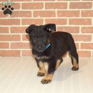 Hatcher, German Shepherd Puppy