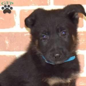 Hatcher, German Shepherd Puppy