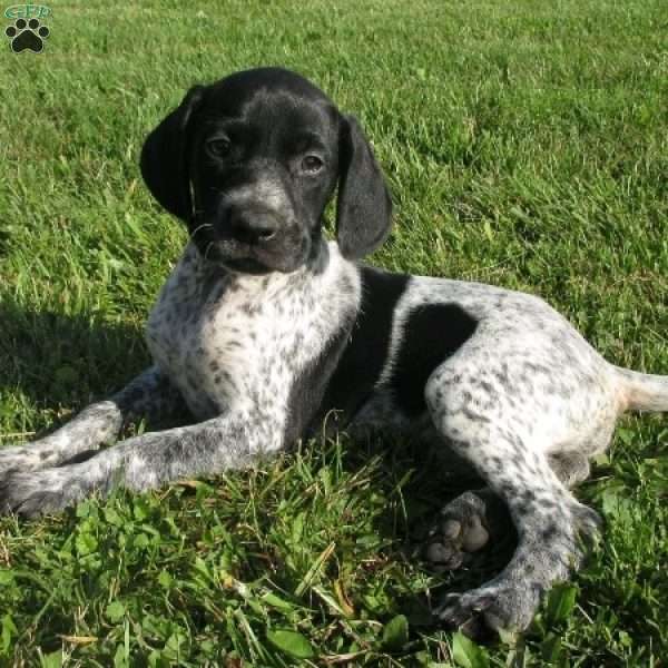 Havana, German Shorthaired Pointer Puppy