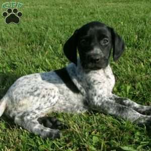 Havana, German Shorthaired Pointer Puppy