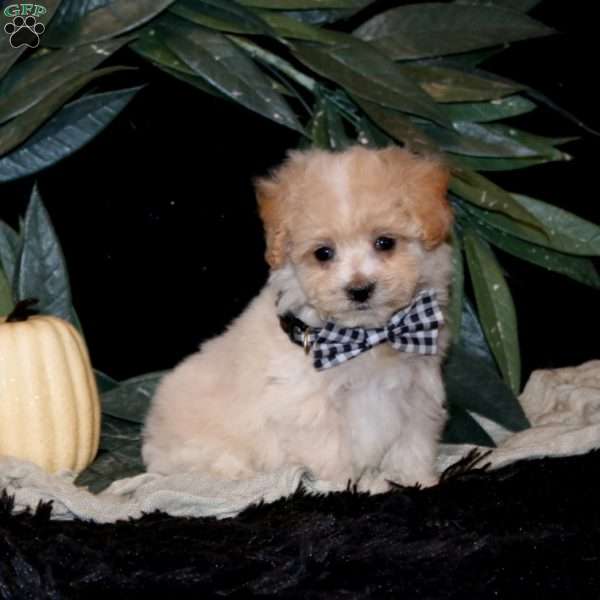 Hayden, Maltipoo Puppy