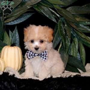 Hayden, Maltipoo Puppy