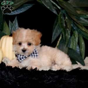 Hayden, Maltipoo Puppy