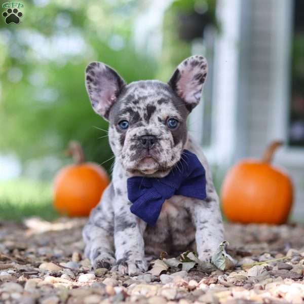 Hayden, French Bulldog Puppy