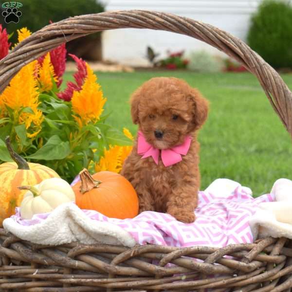 Hazel, Toy Poodle Puppy