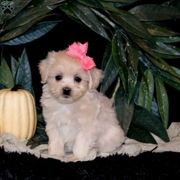 Hazel, Maltipoo Puppy