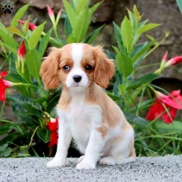 Hazel, Cavalier King Charles Spaniel Puppy