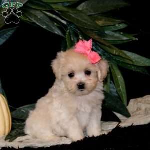 Hazel, Maltipoo Puppy