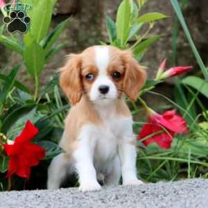 Hazel, Cavalier King Charles Spaniel Puppy