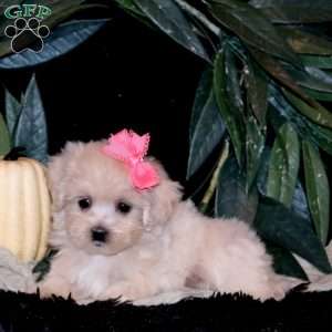 Hazel, Maltipoo Puppy