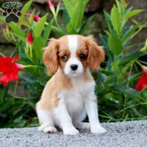 Hazel, Cavalier King Charles Spaniel Puppy