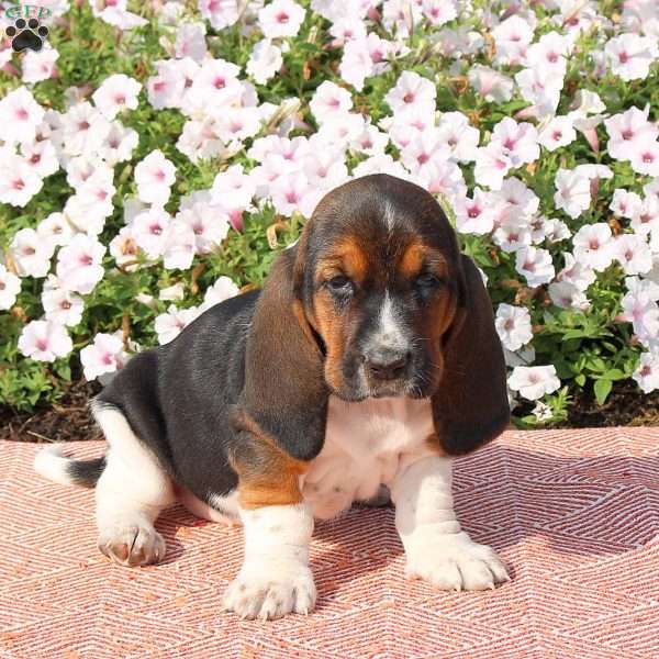 Heather, Basset Hound Puppy