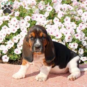 Heather, Basset Hound Puppy
