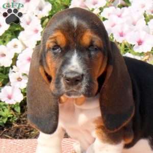 Heather, Basset Hound Puppy