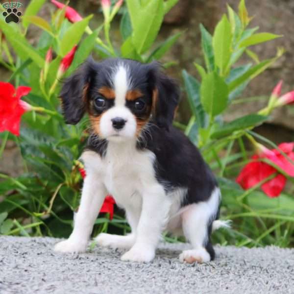 Heather, Cavalier King Charles Spaniel Puppy