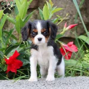 Heather, Cavalier King Charles Spaniel Puppy