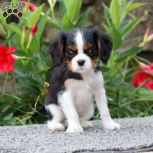 Heather, Cavalier King Charles Spaniel Puppy