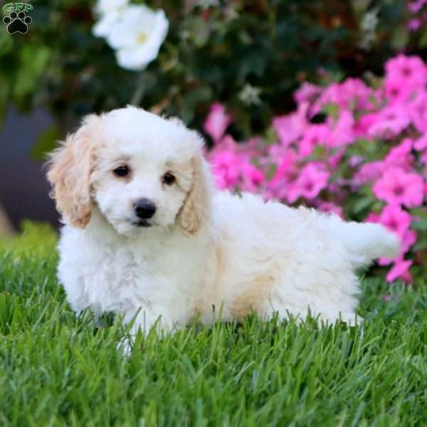 Heidi, Cockapoo Puppy