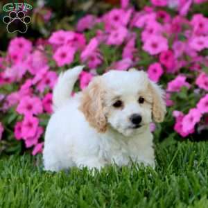 Heidi, Cockapoo Puppy