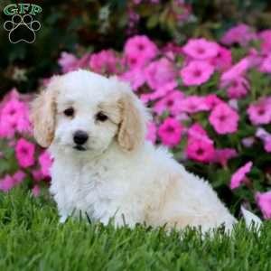 Heidi, Cockapoo Puppy