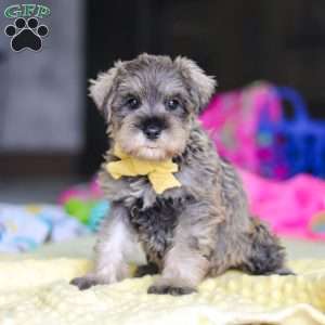 Henry, Miniature Schnauzer Puppy