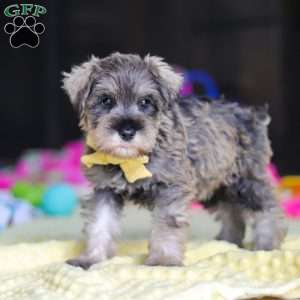 Henry, Miniature Schnauzer Puppy