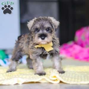 Henry, Miniature Schnauzer Puppy