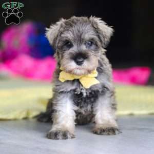 Henry, Miniature Schnauzer Puppy